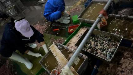 臥底鴨腸鵝腸工廠:腳踩擠糞血水上色,鴨腸擺地上泡污水中